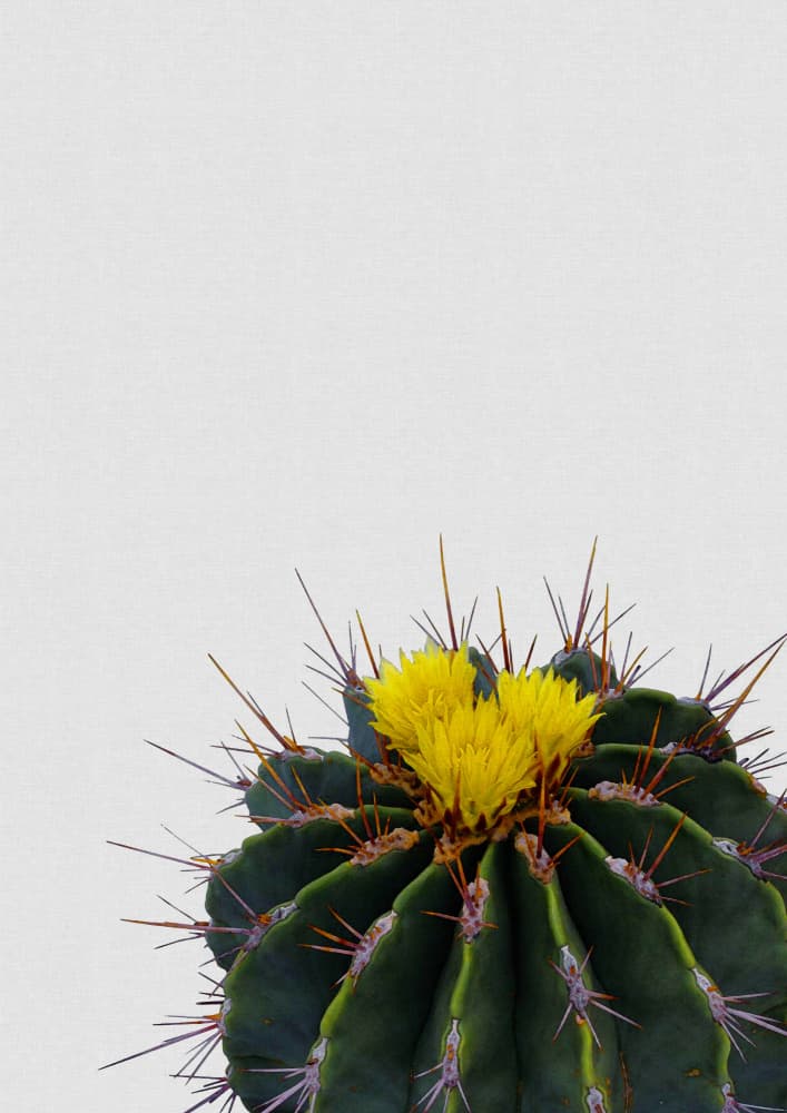 Yellow Cactus Bloom by Orara Studio — canvas wall art