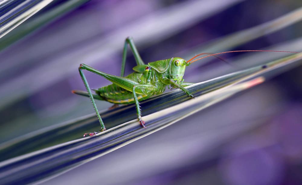 Vibrant Green Grasshopper by Thierry Dufour — canvas wall art