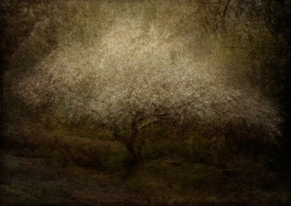 Dreamy Blossom Tree by Katarina Holmström — canvas wall art