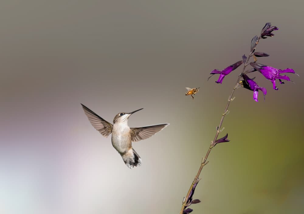 Hummingbird and Busy Bee by Songhu Yan — canvas wall art