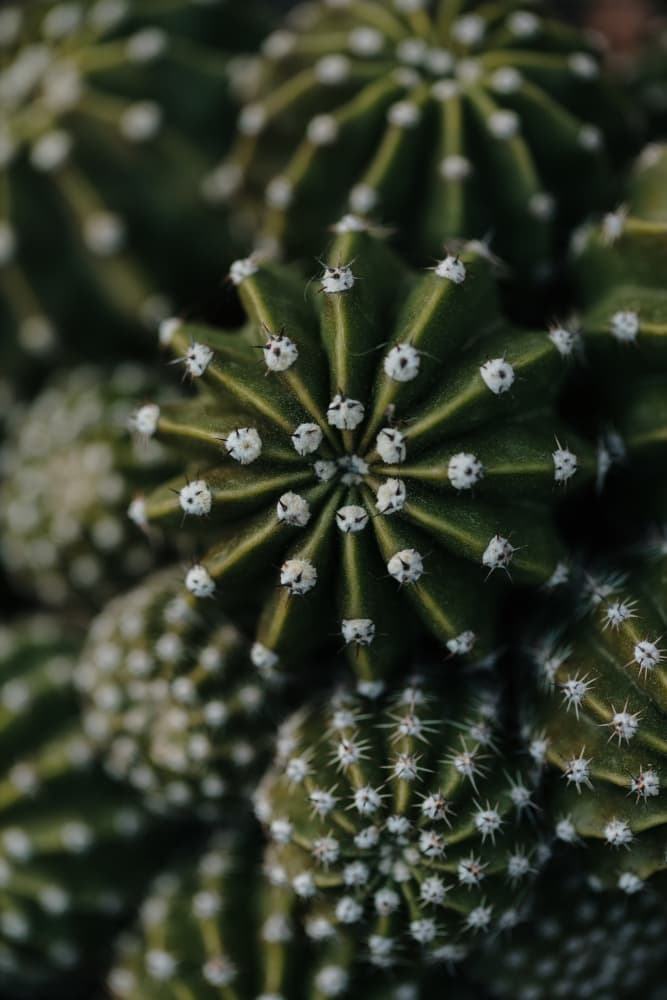 Vibrant Green Cacti by Javier Pardina — canvas wall art
