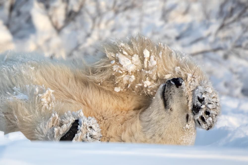 Playful Polar Bear by Alessandro Catta — canvas wall art