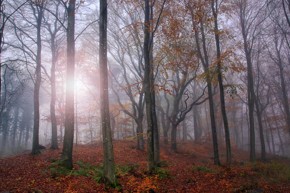 Sunlit Forest Fog by Leif Løndal — canvas wall art