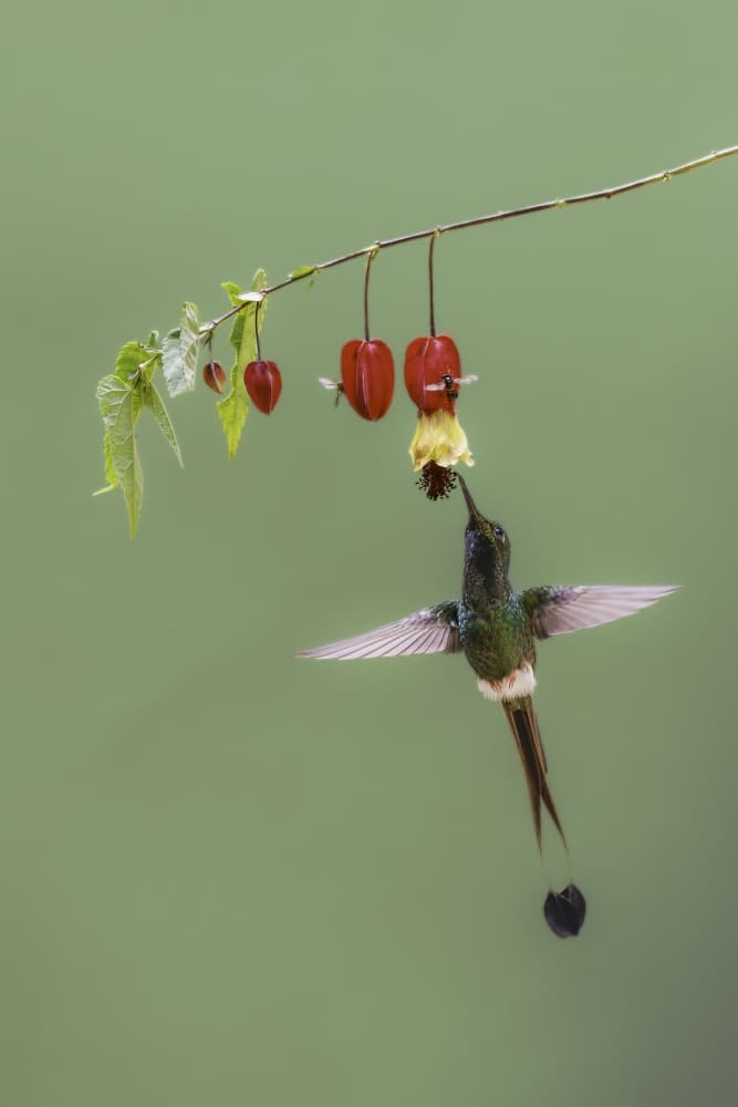 Hummingbird Feeding Flower by Rajat Dhesi — canvas wall art