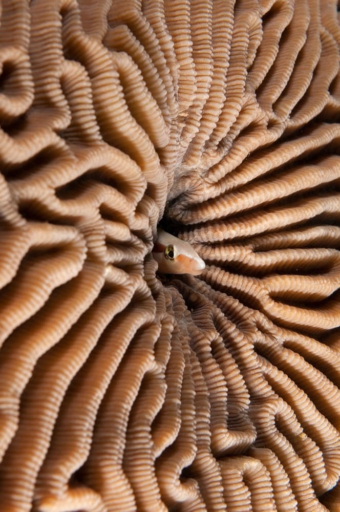 Hiding Reef Fish by Ilan Ben Tov — canvas wall art