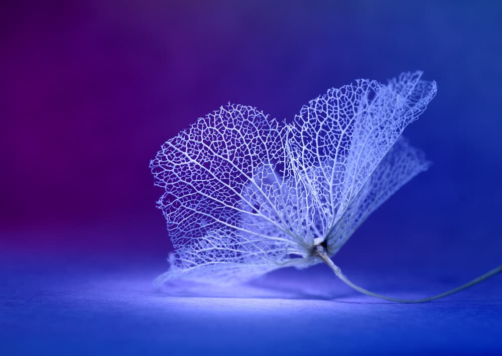 Delicate Blue Skeleton Leaf by Shihya Kowatari — canvas wall art