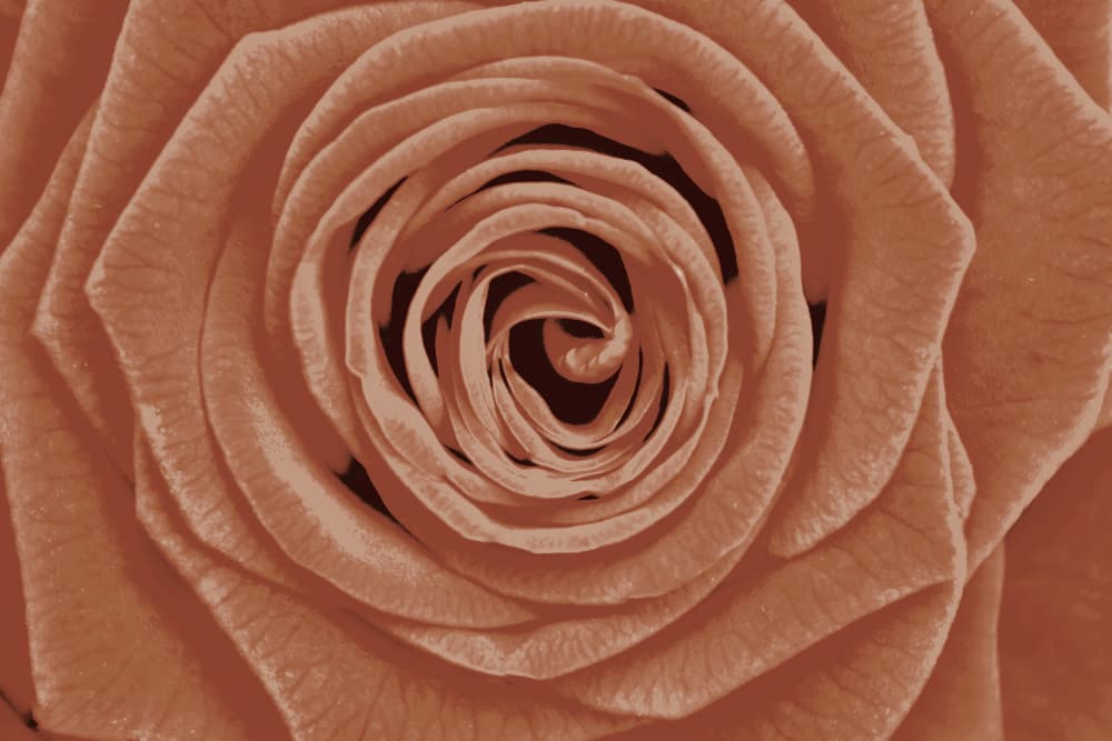 Terracotta Rose Detail by Christina Sillen — canvas wall art