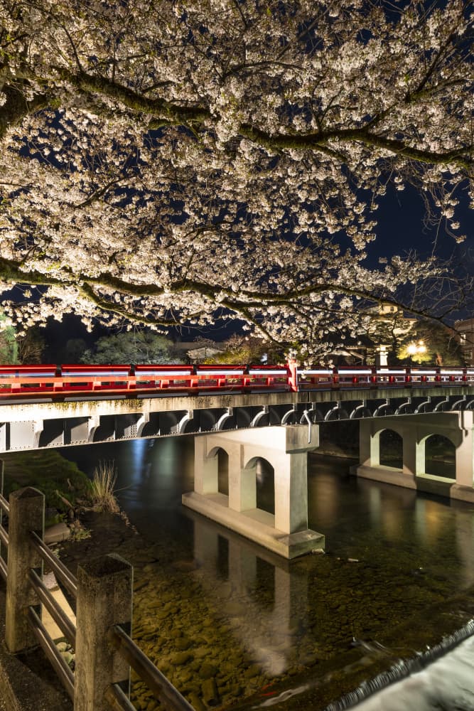 Illuminated Sakura Bridge by Melanie Viola — canvas wall art