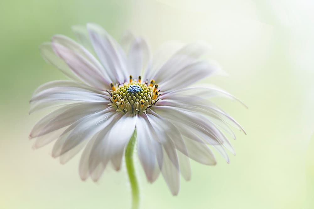 Dreamy Daisy Bloom by Jacky Parker — canvas wall art