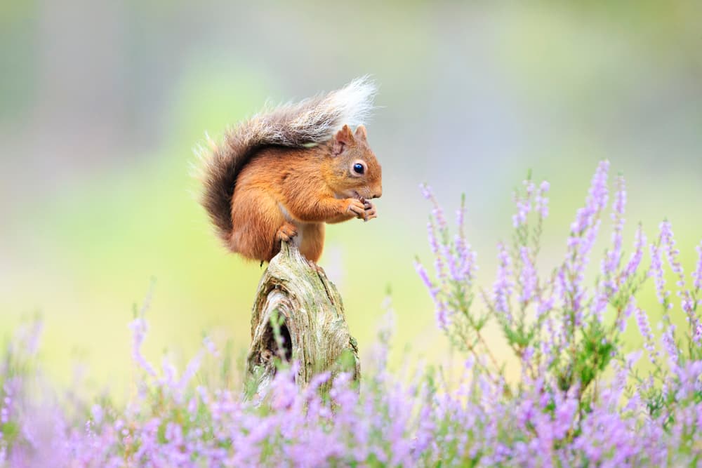 Red Squirrel Among Purple Heather by Howard Ashton-Jones — canvas wall art