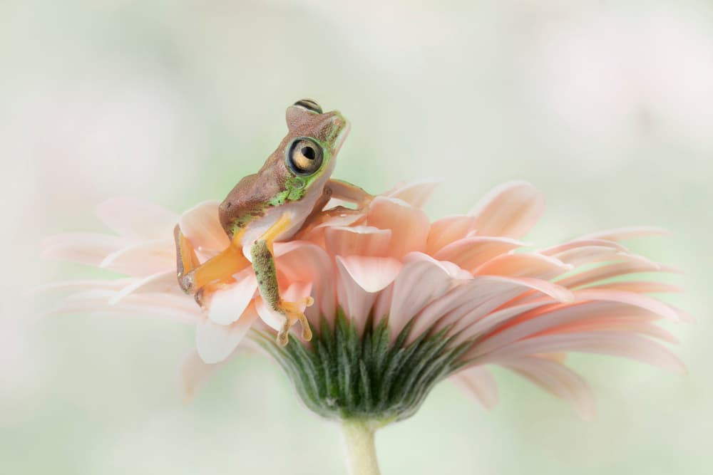 Little Frog Gerbera Bloom by Linda D Lester — canvas wall art