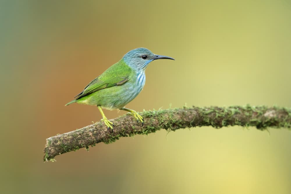 Vibrant Green Bird by Milan Zygmunt — canvas wall art
