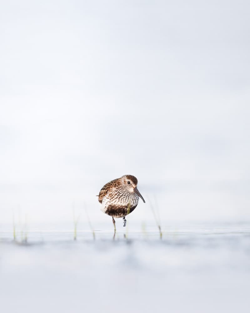 Peaceful Dunlin Wading by Magnus Renmyr — canvas wall art