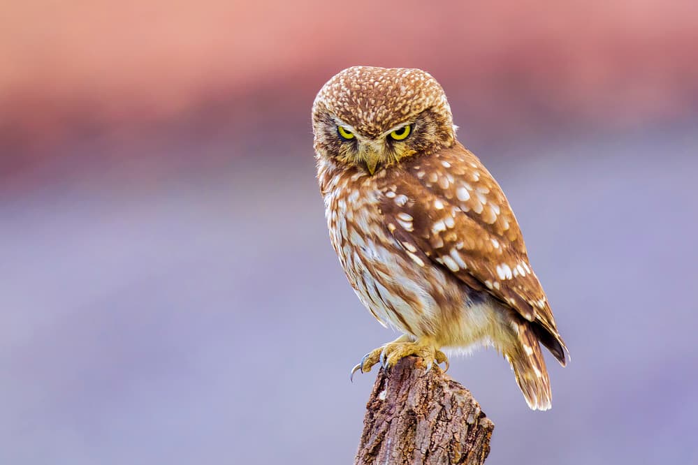 Perched Little Owl by Marco Redaelli — canvas wall art