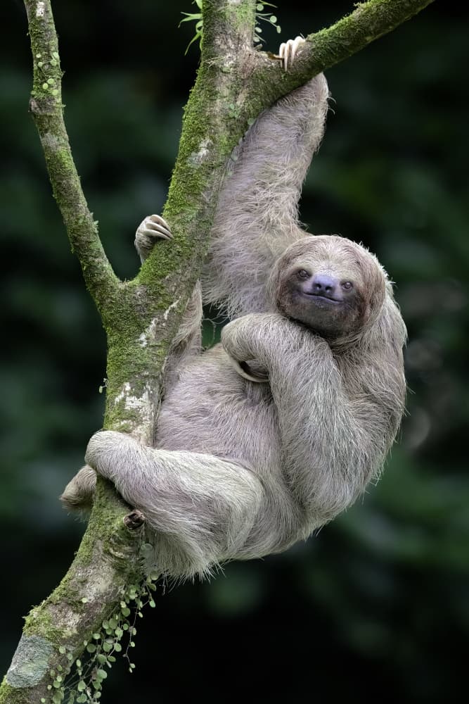 Smiling Sloth in Jungle by Renee Doyle — canvas wall art