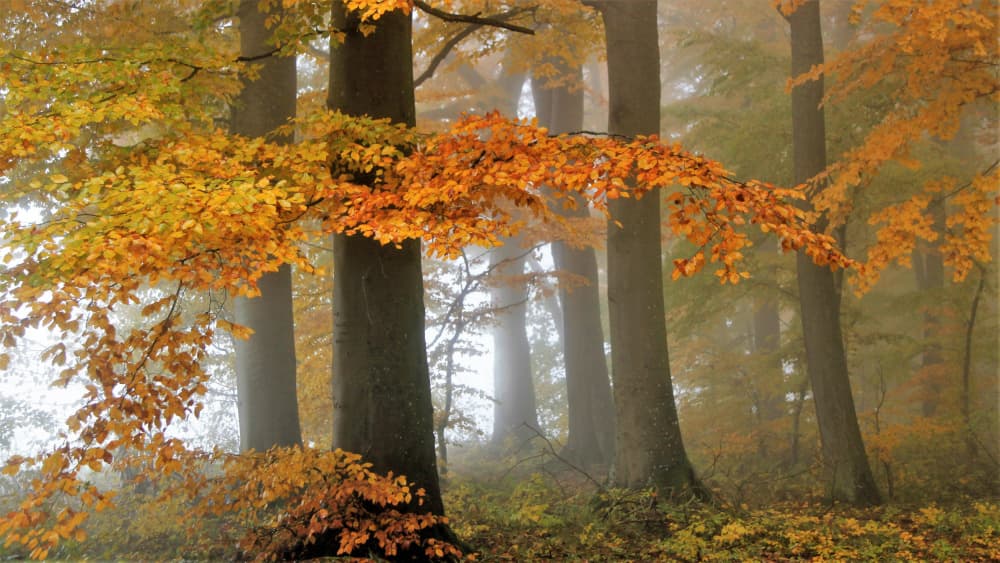 Misty Autumn Forest by Irma Warth — canvas wall art