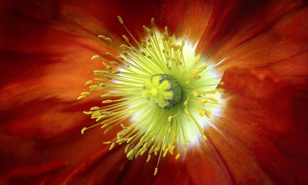 Vibrant Red Poppy by Anna Cseresnjes — canvas wall art