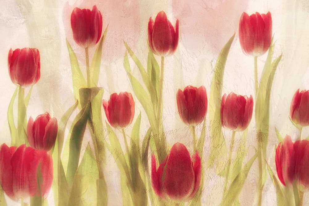 Happy tulips by Nel Talen — canvas wall art