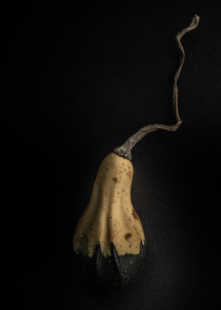 Elegant Gourd Stem by The Learning Curve Photography — canvas wall art