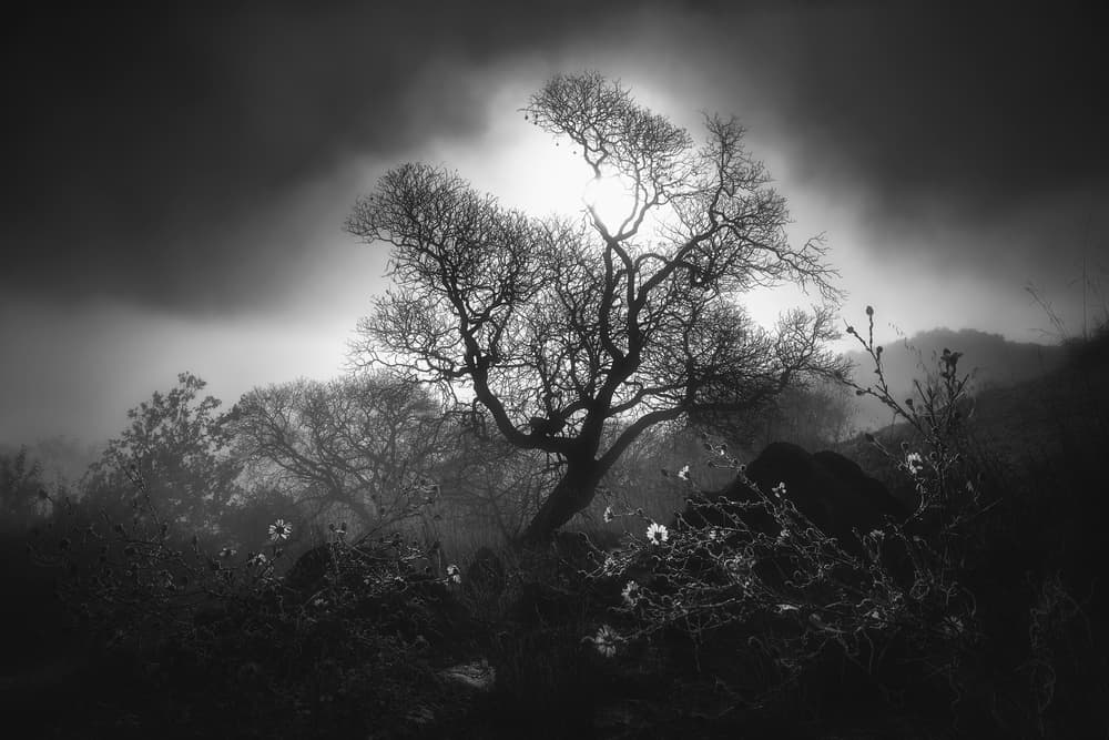 Dramatic Foggy Tree by Aidong Ning — canvas wall art