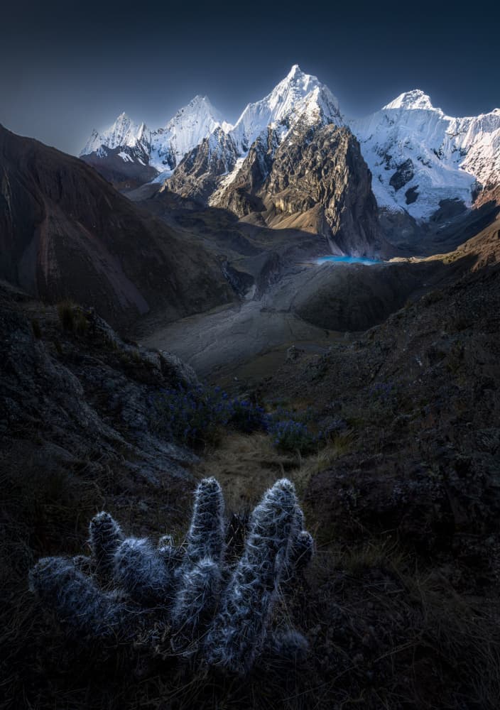 Cactus and Alpine Peaks by Dennis Zhang — canvas wall art