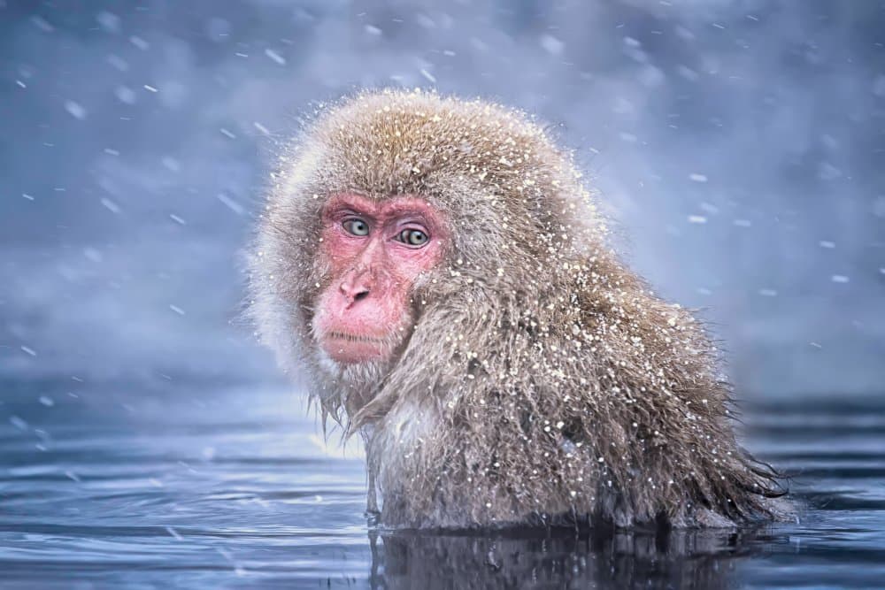 Snow Monkey Winter Bath by Max Wang — canvas wall art