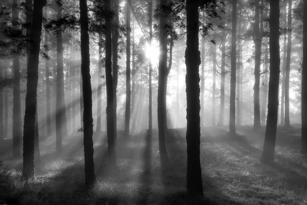 Sunlit Misty Woods by Christoph Schaarschmidt — canvas wall art