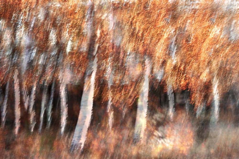 Blurred Autumn Birches by Christina Sillen — canvas wall art