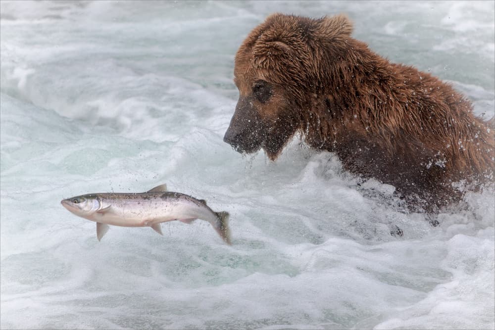 Bear Chasing Salmon by Nick Kalathas — canvas wall art