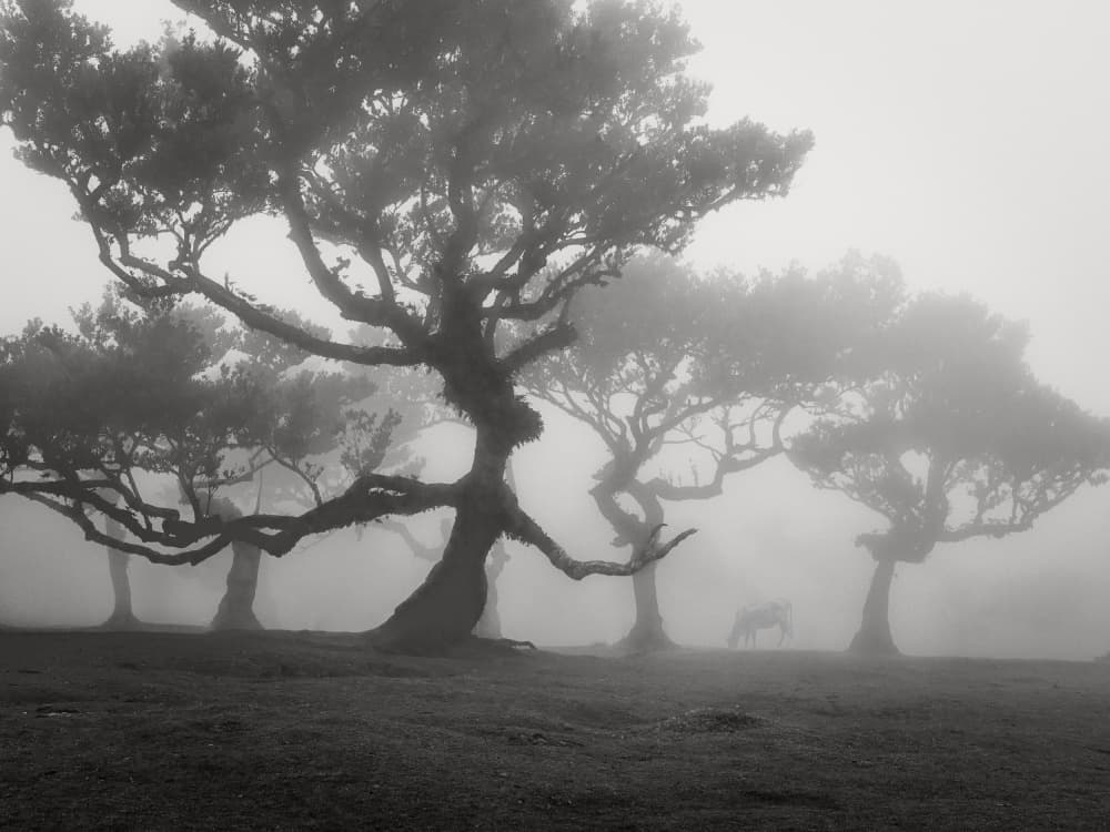 Misty Forest Trees by Willa Wei — canvas wall art