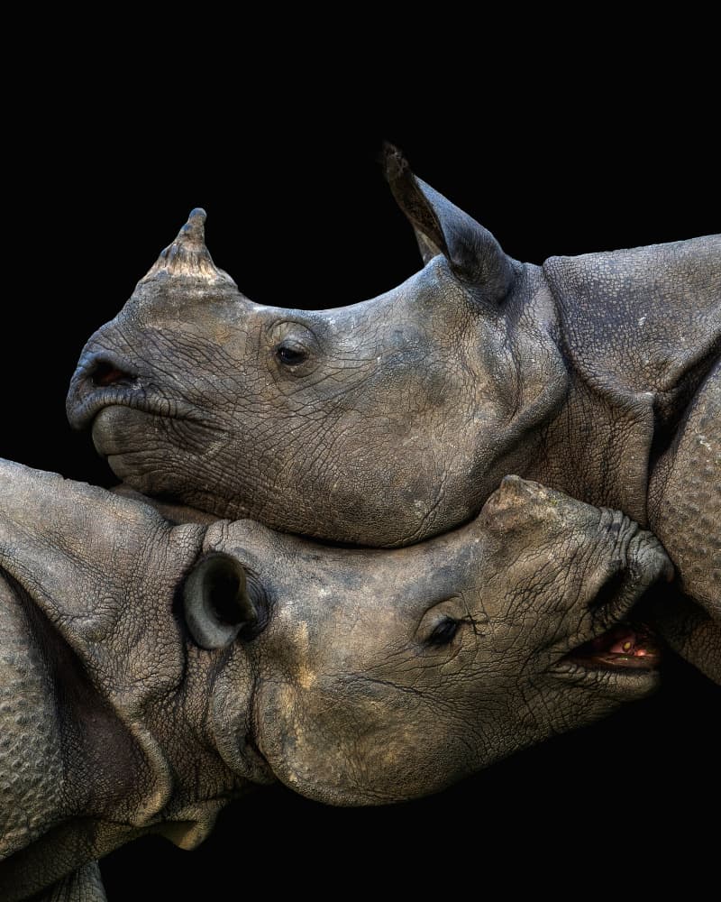 Tender Rhino Embrace by Jayanta Guha — canvas wall art