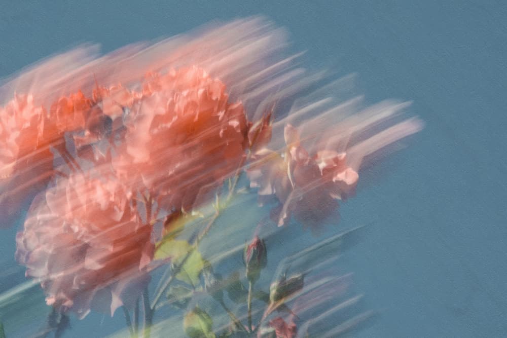 Abstract Roses No. 1 by Lynann Colligan — canvas wall art