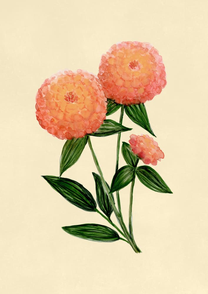 Warm Peach Zinnias by Rosana Laiz Blursbyai — canvas wall art