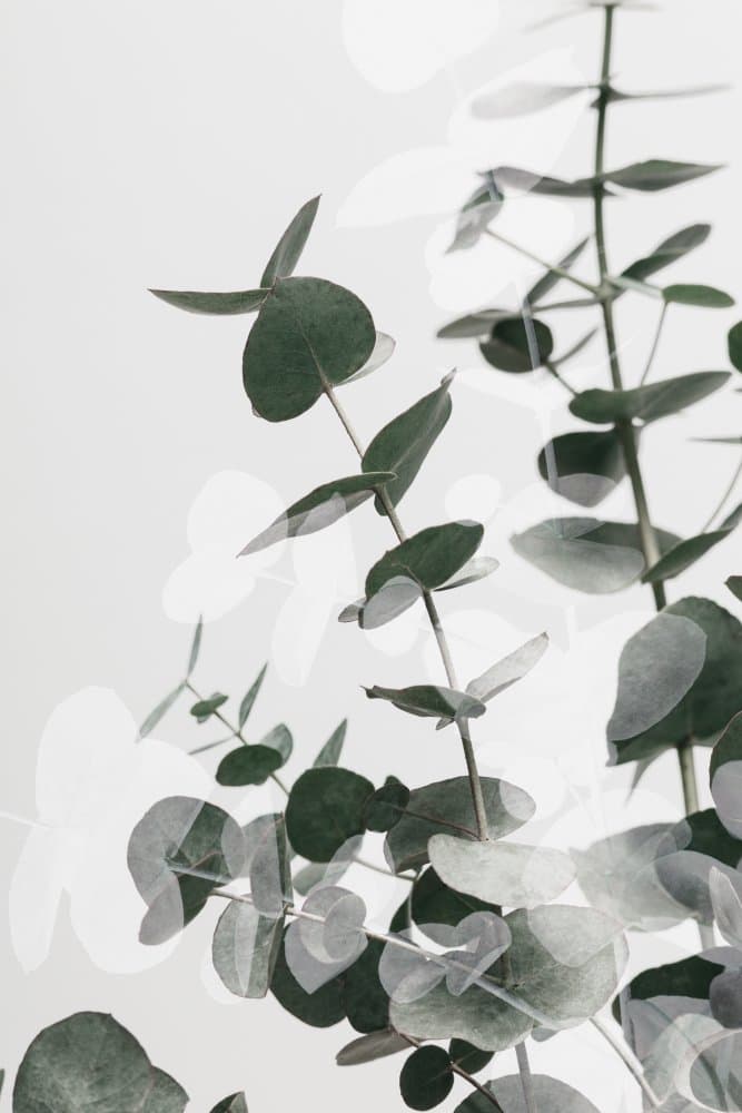 Soft Eucalyptus Greens by Pictufy Studio III — canvas wall art