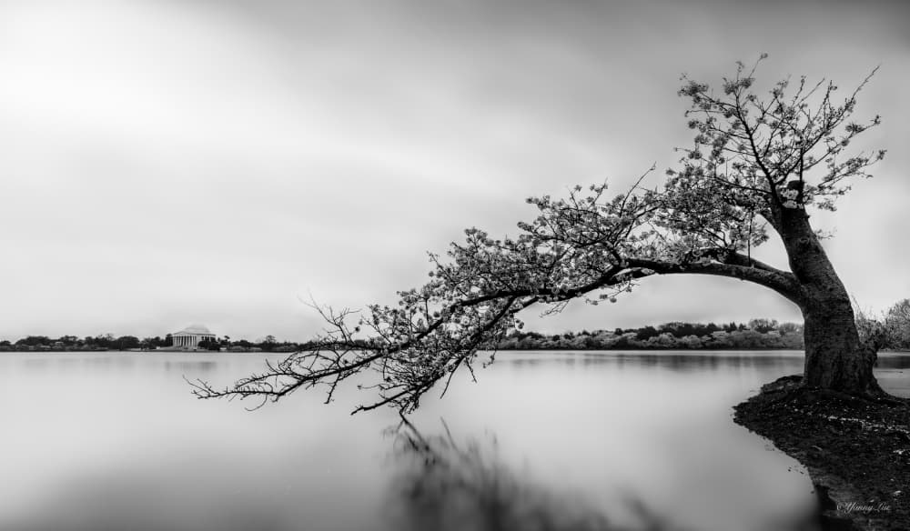 Serene Bending Tree by Yanny Liu — canvas wall art