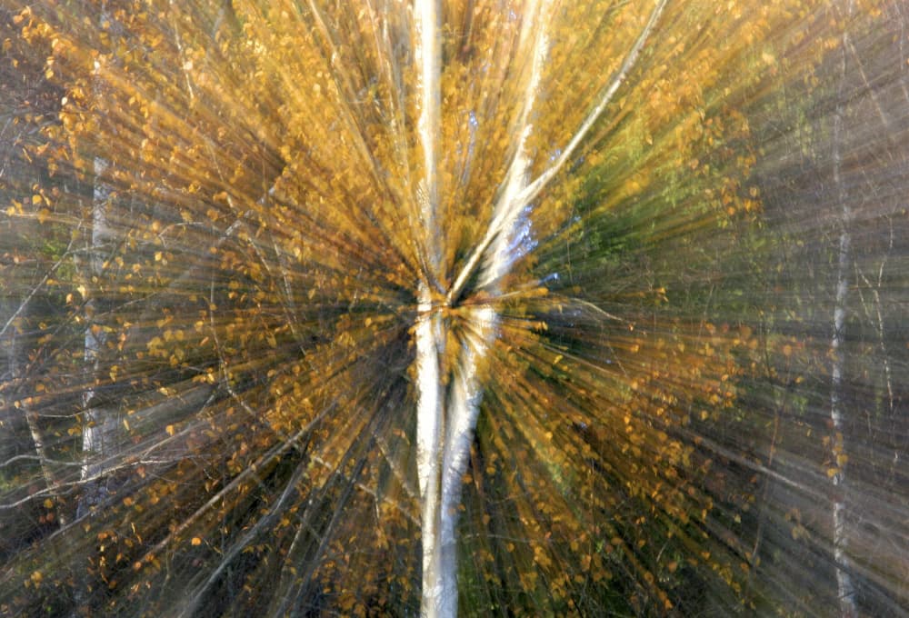 Dynamic Autumn Tree by Bror Johansson — canvas wall art