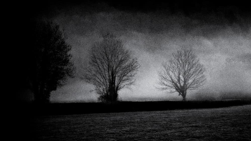 Misty Winter Trees by Richard Bland — canvas wall art