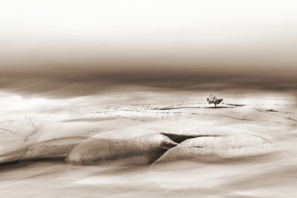 Solitary Desert Tree by Christina Sillen — canvas wall art