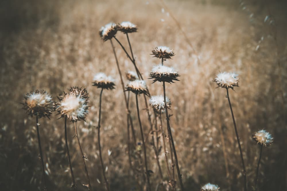 Golden Thistle Field by Tim Mossholder — canvas wall art