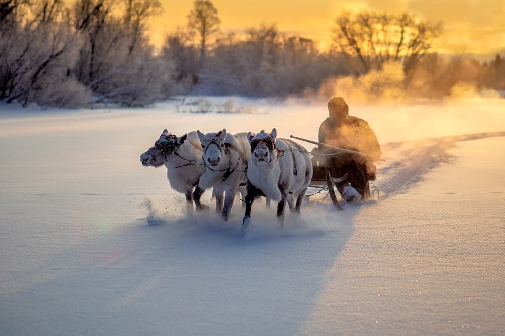 Reindeer Sleigh Ride by Marcel Rebro — canvas wall art