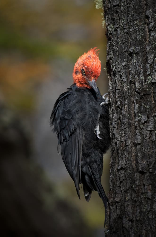 Red Crested Woodpecker by Alex Li — canvas wall art