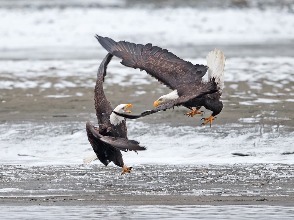 Eagle Battle by Shlomo Waldmann — canvas wall art