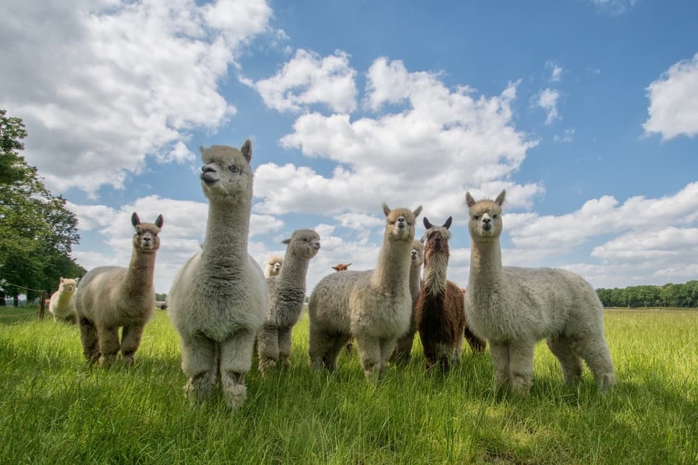 Curious Alpacas in Field by Gert van den Bosch — canvas wall art