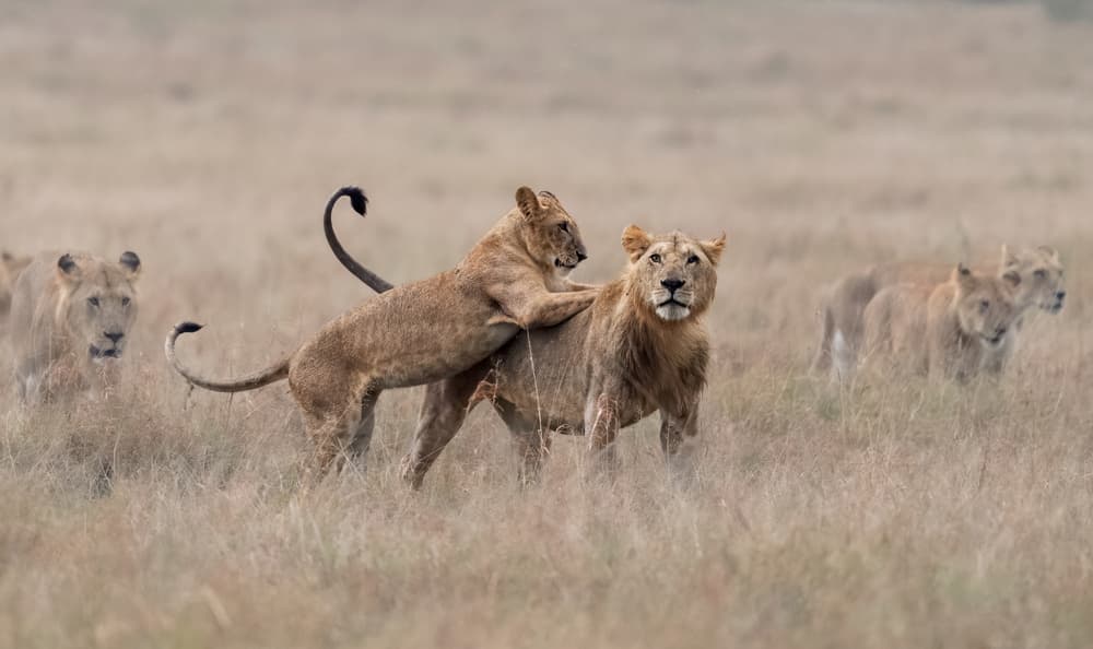Playful Lion Family by Jie Fischer — canvas wall art
