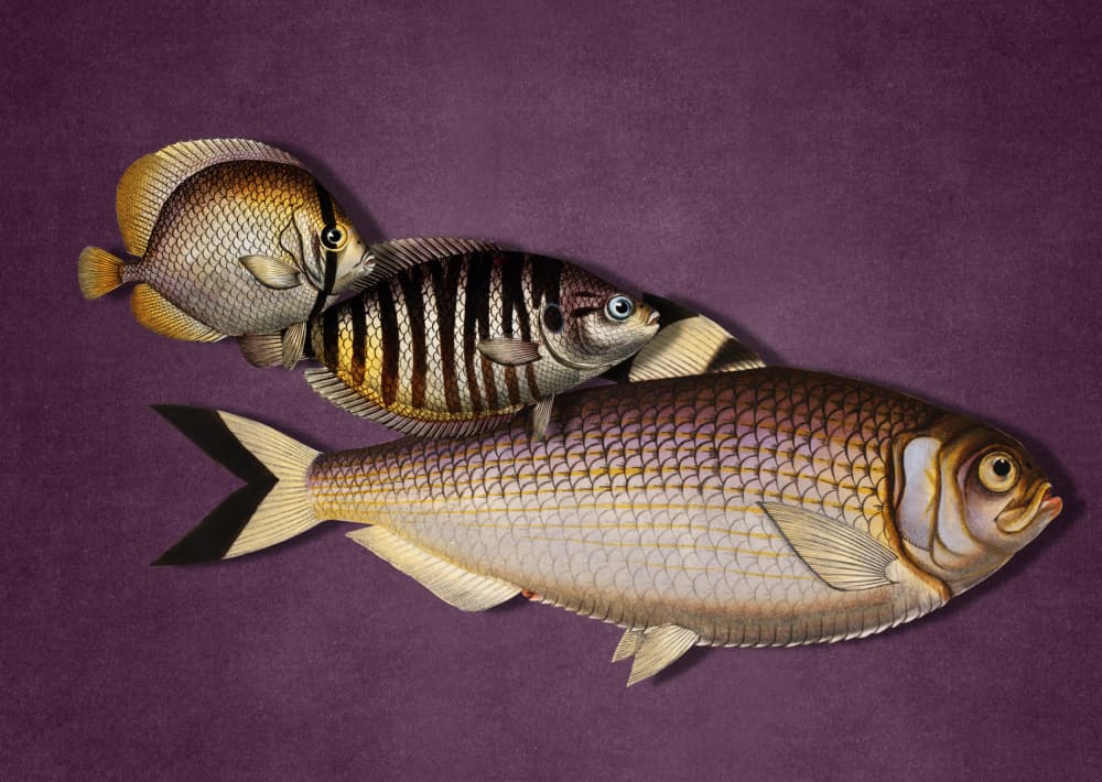 Three Tropical Fish by Marja van den Hurk — canvas wall art
