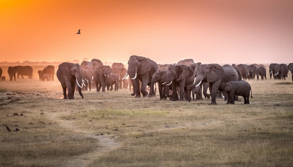African Elephant Sunset by Jeffrey C. Sink — canvas wall art