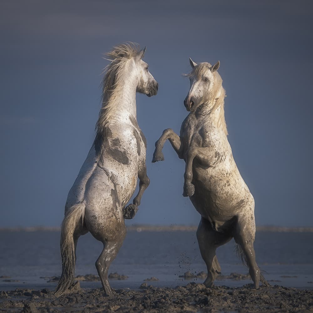 Rearing Muddy Horses by Rostovskiy Anton — canvas wall art