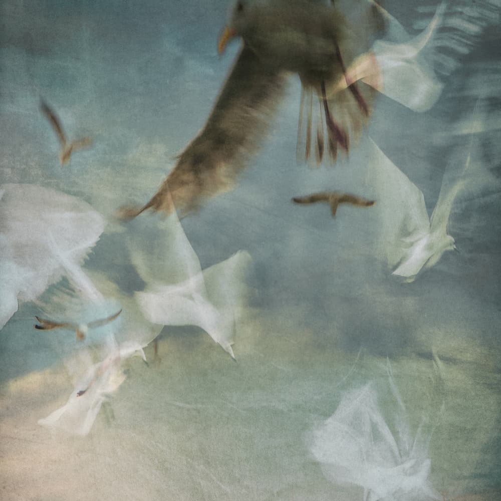 Ethereal Birds Flying by Gilbert Claes — canvas wall art