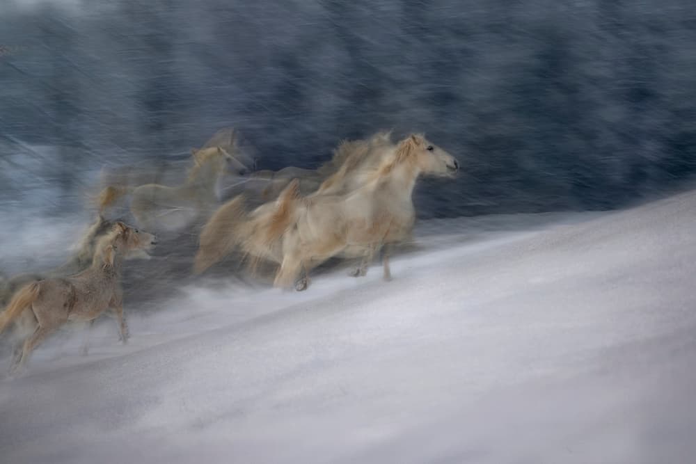 Dynamic Snow Horses by Milan Malovrh — canvas wall art