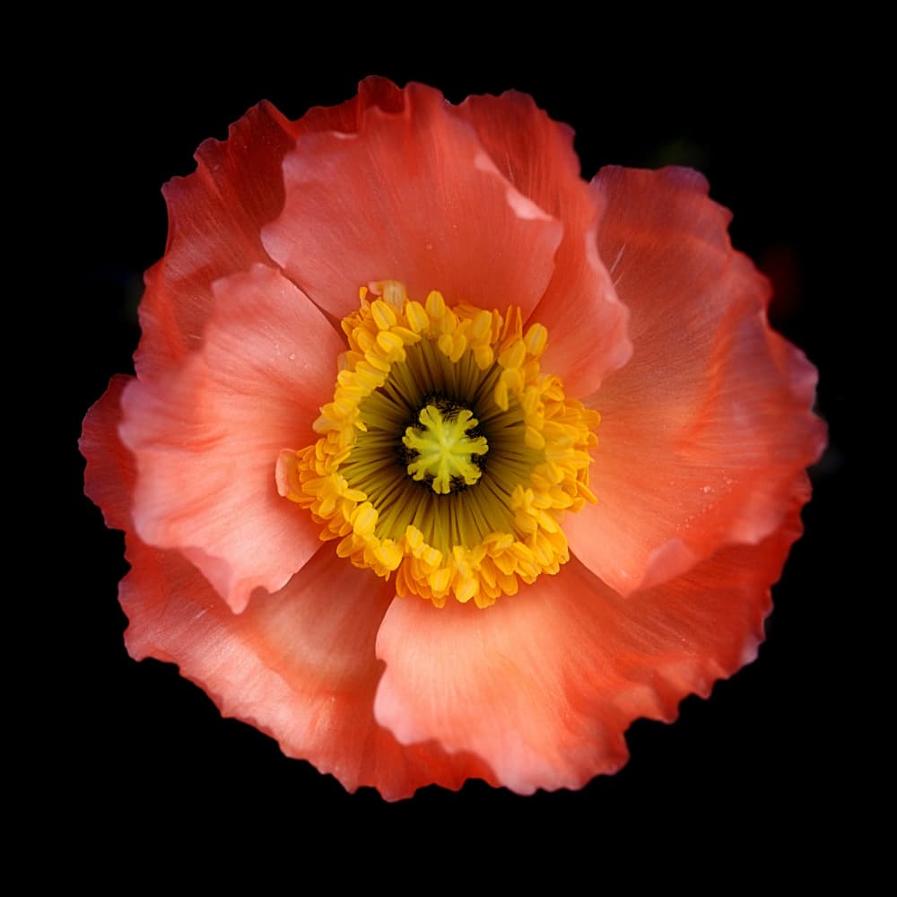 Vibrant Poppy Bloom by Lotte Grønkjær — canvas wall art